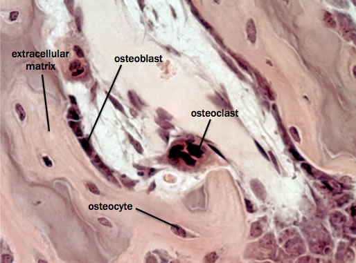 Bone Formation