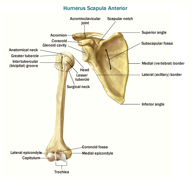 Skeletal System - Appendicular Skeletal System